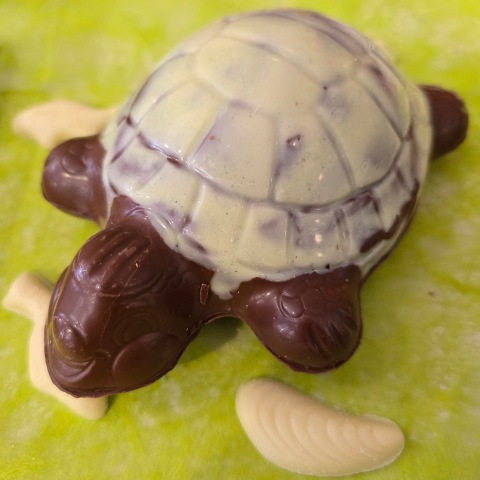 Tortue 